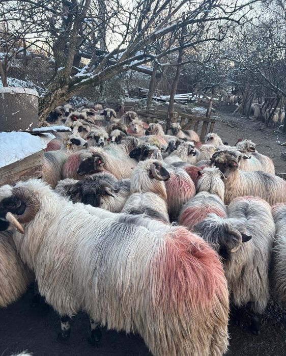 Oi  țurcanu crescute la munte !