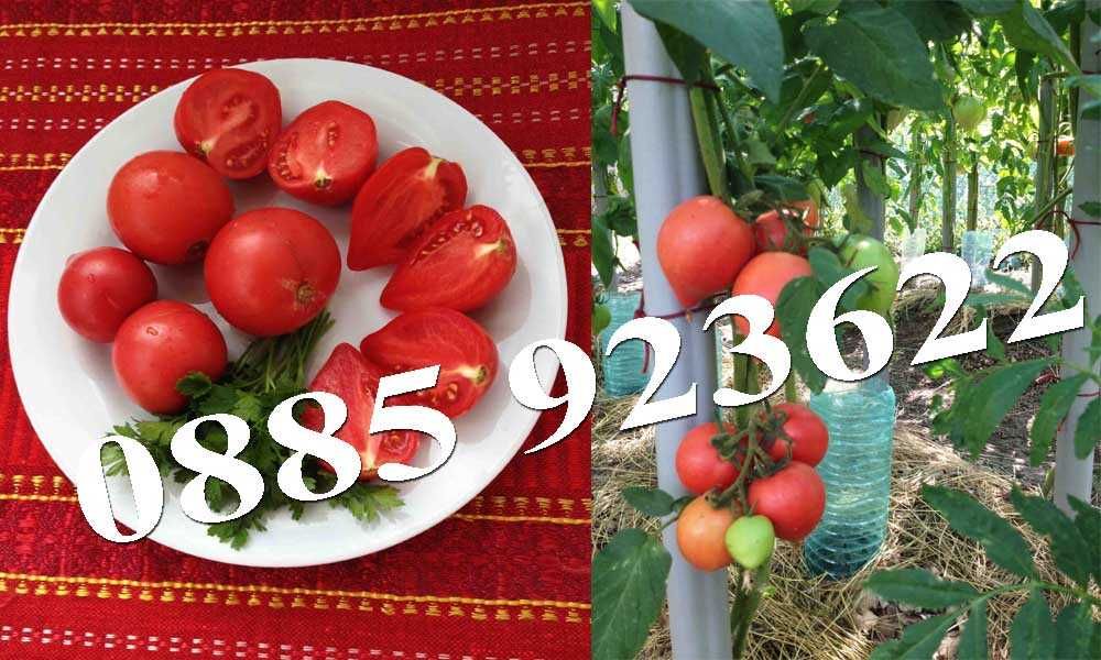 Био Разсад Домат Люти Чушки Чери Домати Тютюн Стари Селски Сортове