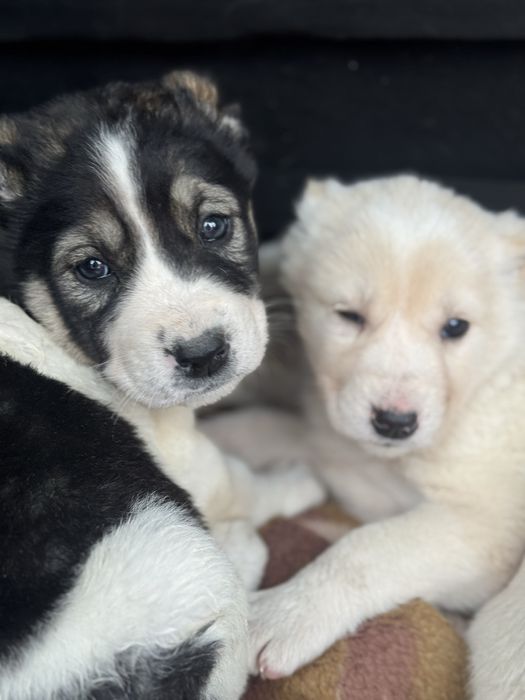 Продаю щенков алабая