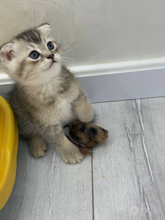 Продаются котята британские шиншилы