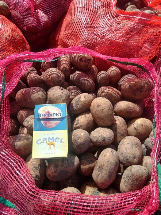 Семенной картофель