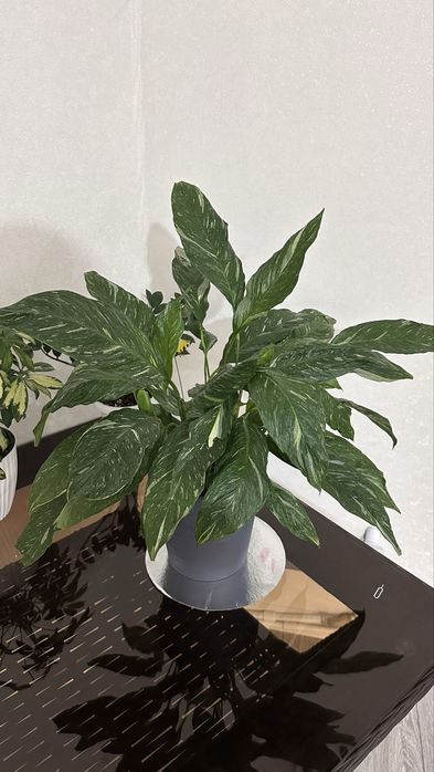 Продается домащние цветы