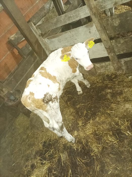 Vând vițel bălțat