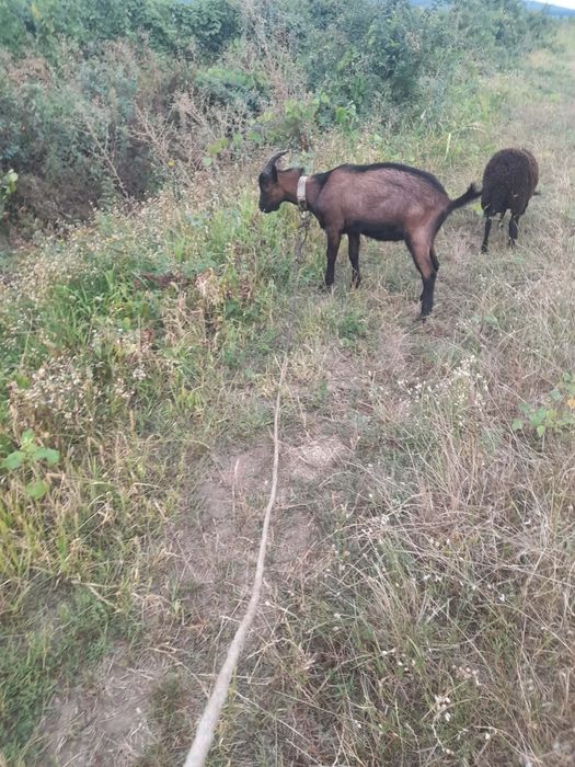 Vând un țap si un berbecuț