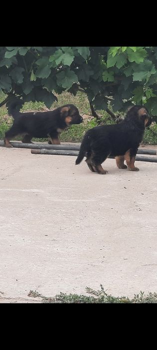 Немецкий Овчарка Күшік Ұрғашы