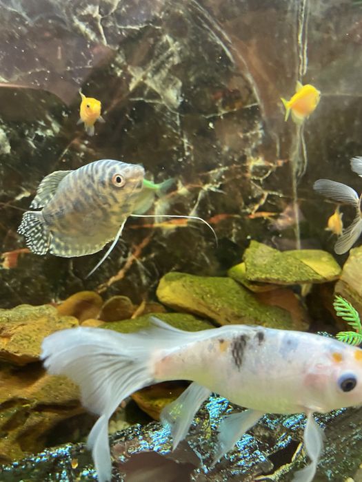 Аквариум с рыбками