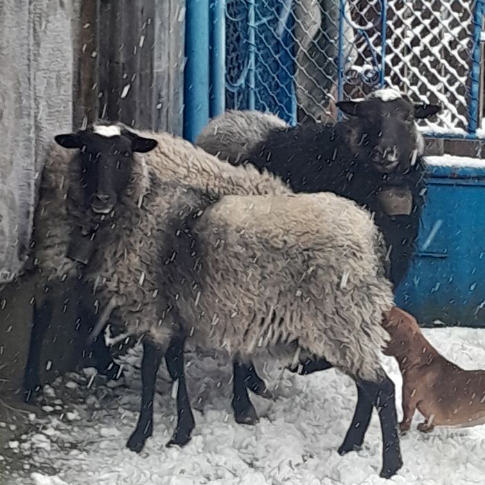 Vînd oi rasă Romanov