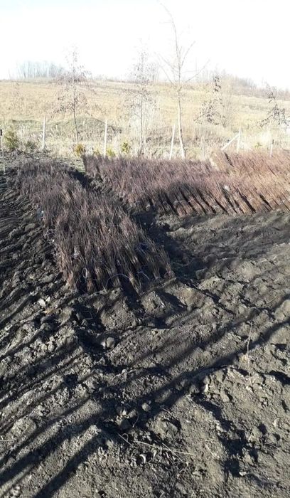 Vând puieți tratați cu prinde sută la sută