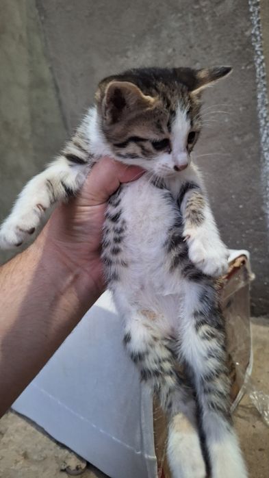 Мушуклар берилади