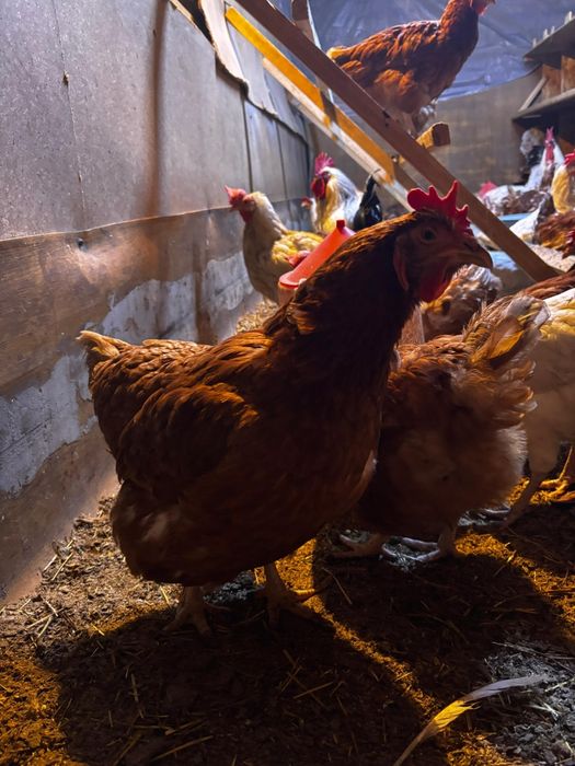 Продам курей несушек