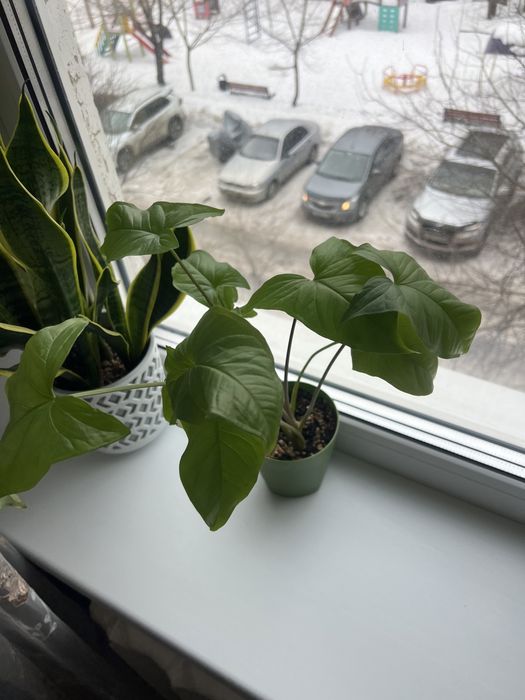 Комнатные растения