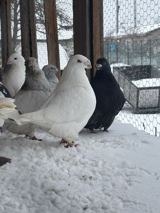 Vand porumbei diverse rase