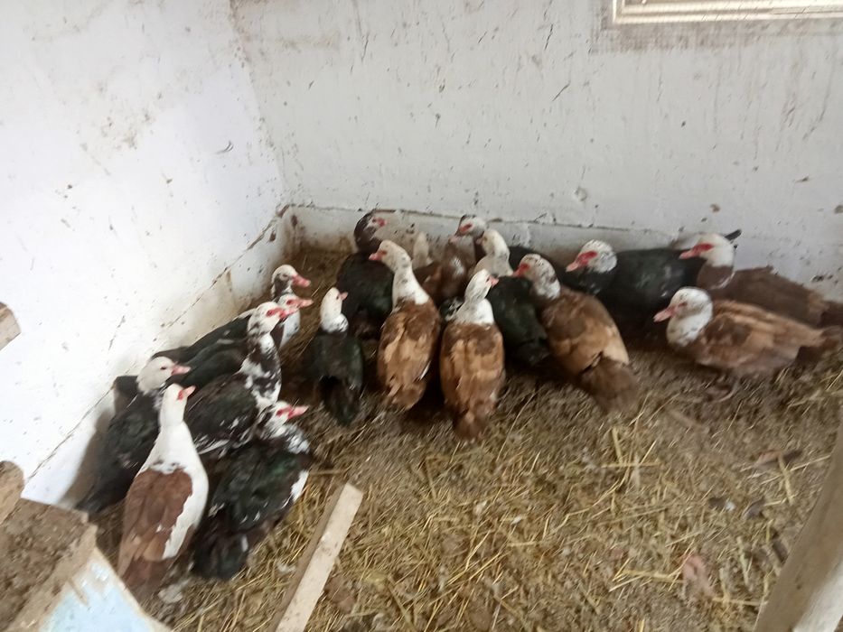 Индаутка , қораздар