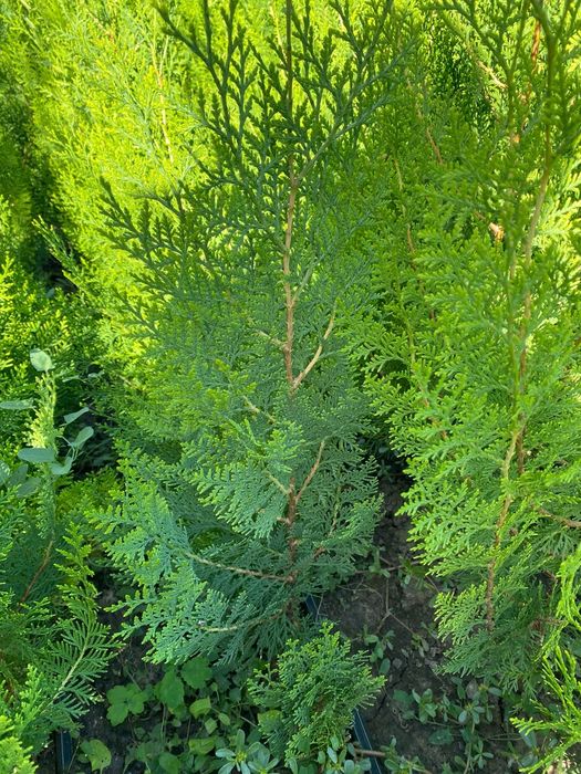 E timpul să plantăm tuia biota