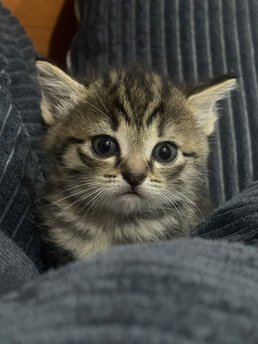 Отдам котят в добрые и заботливые руки