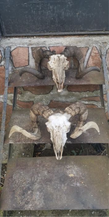 Кукерски маски и рога