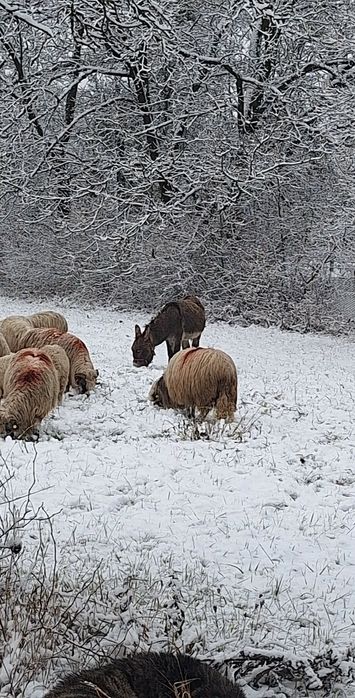 Vând un  armăsar de magar de 5 ani
