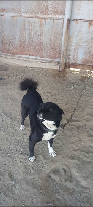 Лайка рел кабел 2.5гожа