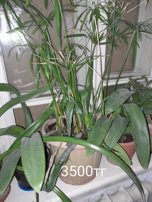 Цветы офисные занедорого