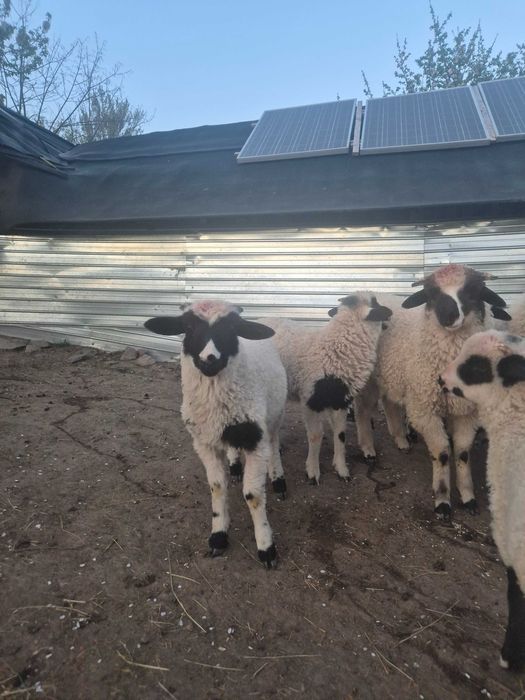 Berbecuți de vânzare