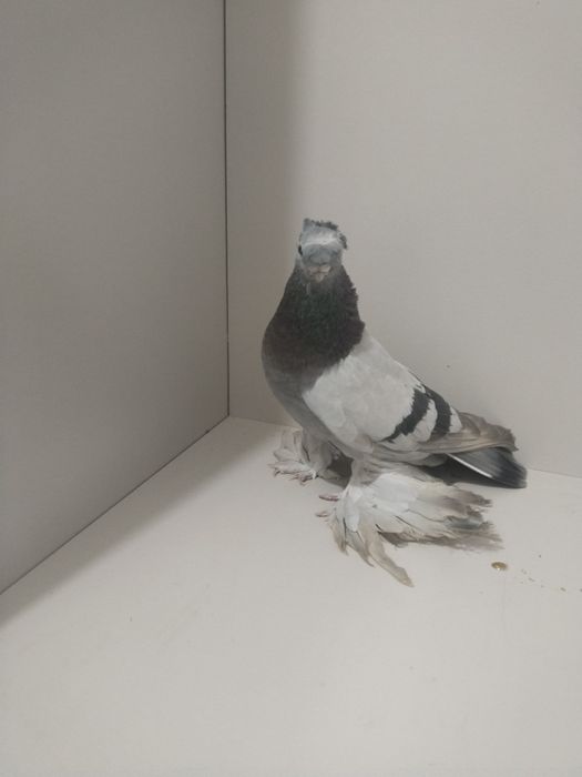 Голубы двухшубые