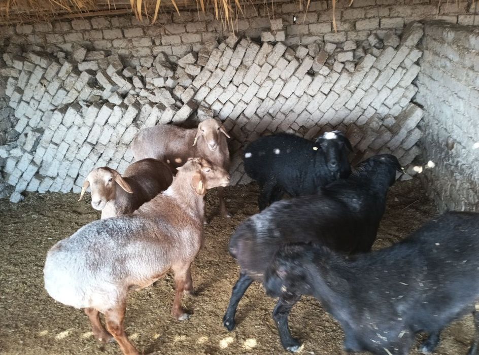 Leotardsiz gimnastikachilar yalangoch