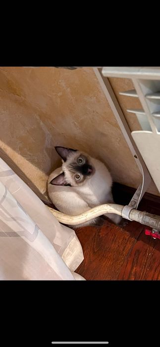 Отдам котенка,5 месяцев,девочка