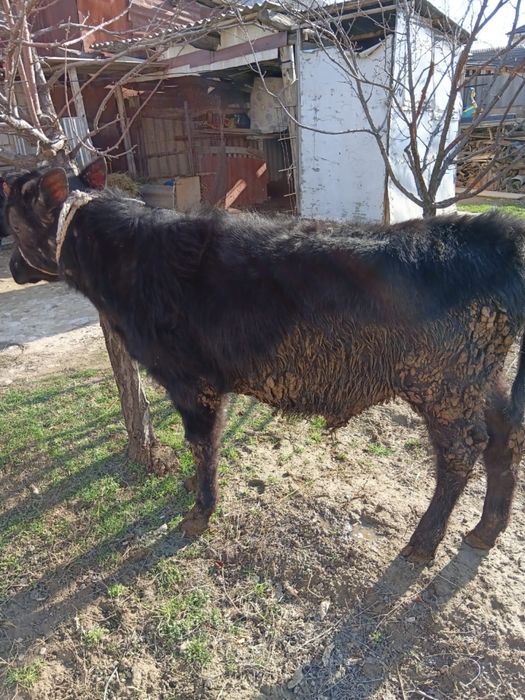 Продам бычка. Бұқа сатылады.