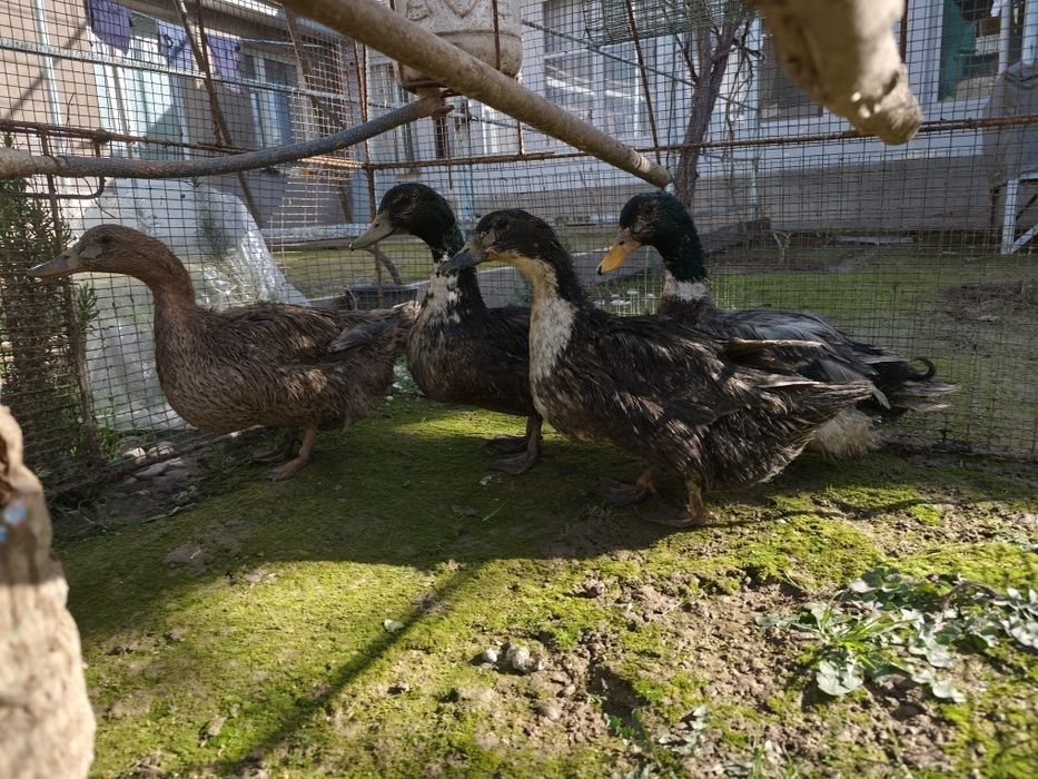 Продам утка четыре штука