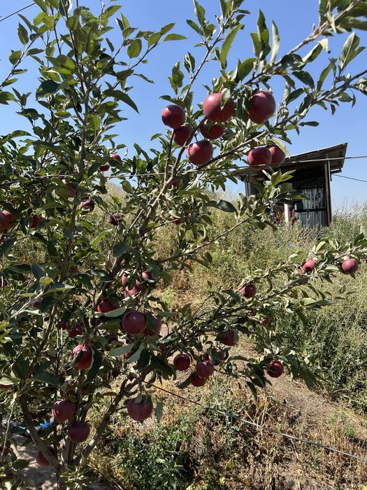 Продам Яблоки с корня