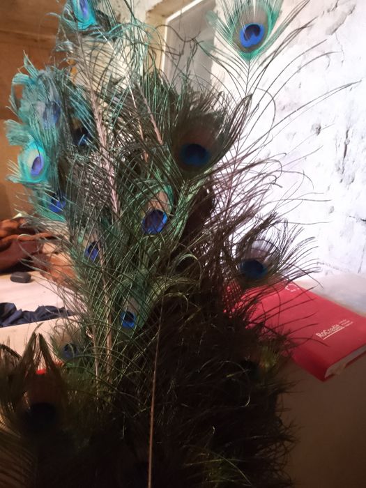 Pene de păun pentru pălării,plute sau decor