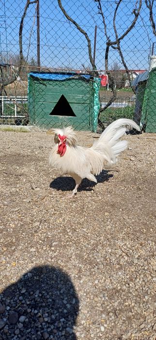 Cocoș Motata Olandeza