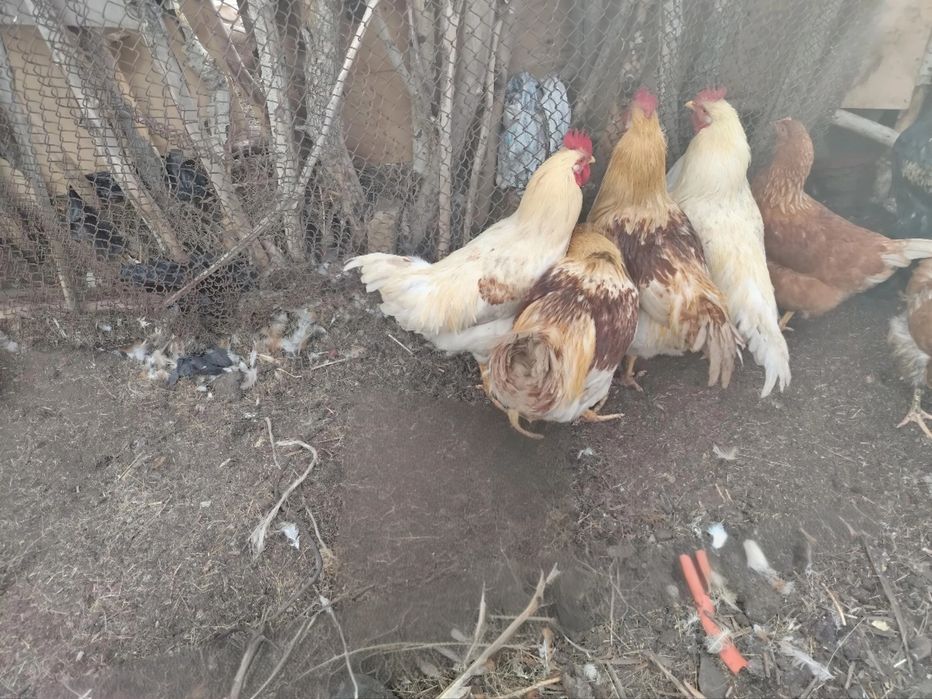 Продам петухов молодых