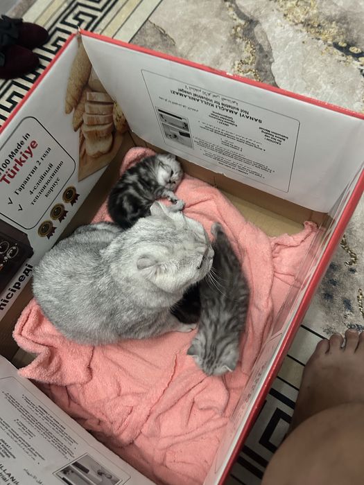 Вислоухих шотландские Котята