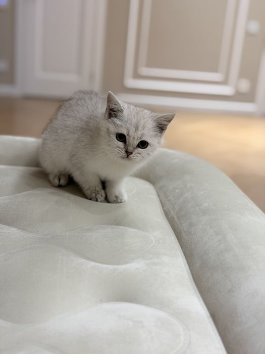 Котята серебро шиншилла