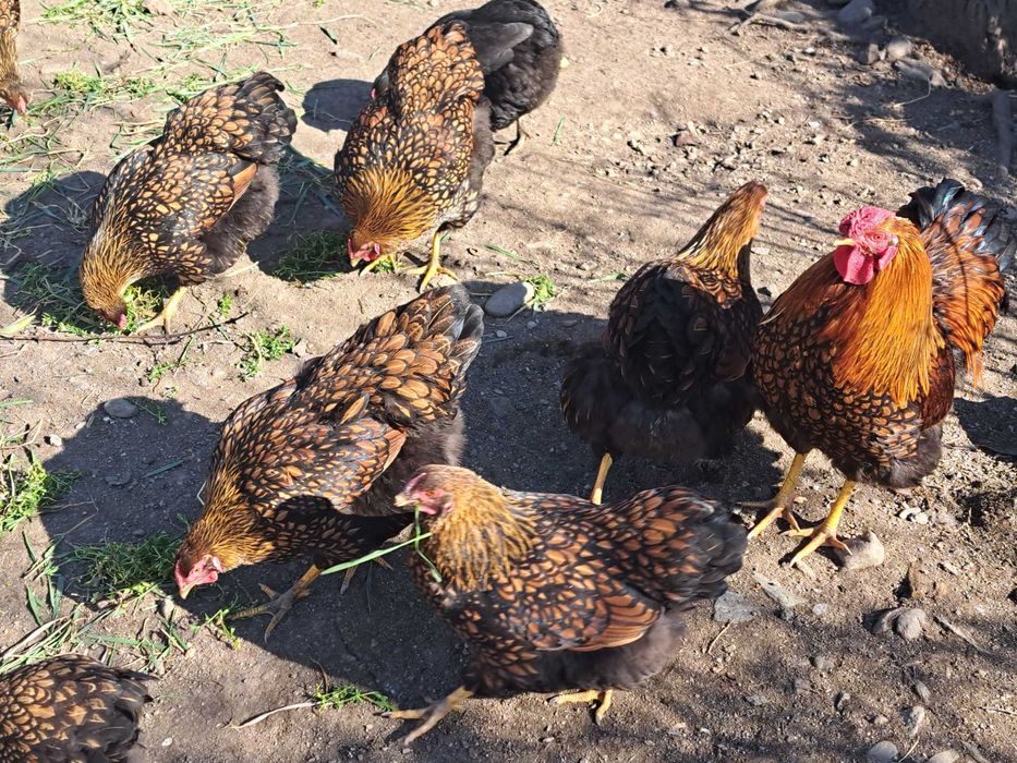 Vând familie wiandote GSG și cocoș Brahma herminat deschis.herminat deschis,toate la vârsta de 1 an.