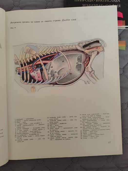 Атлас по топографска анатомия на селскостопанските животни Том 1,2 и 3