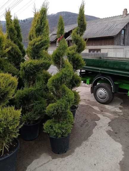 Plante Ornamentale Premium pentru Curți și Grădini