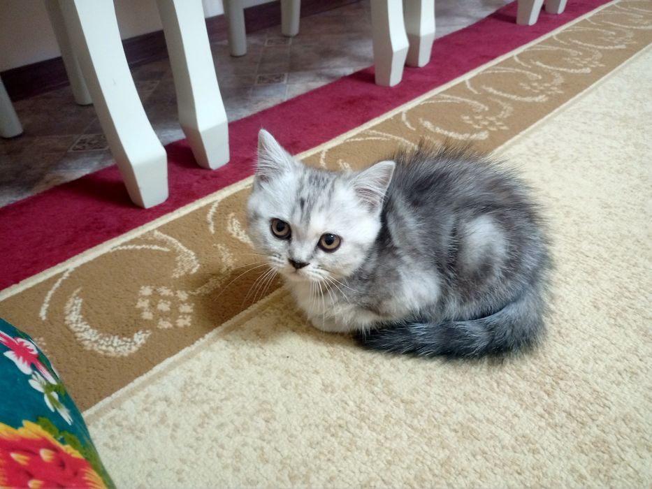 Британские котята
