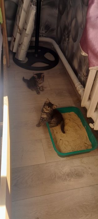 Кому надо  котят