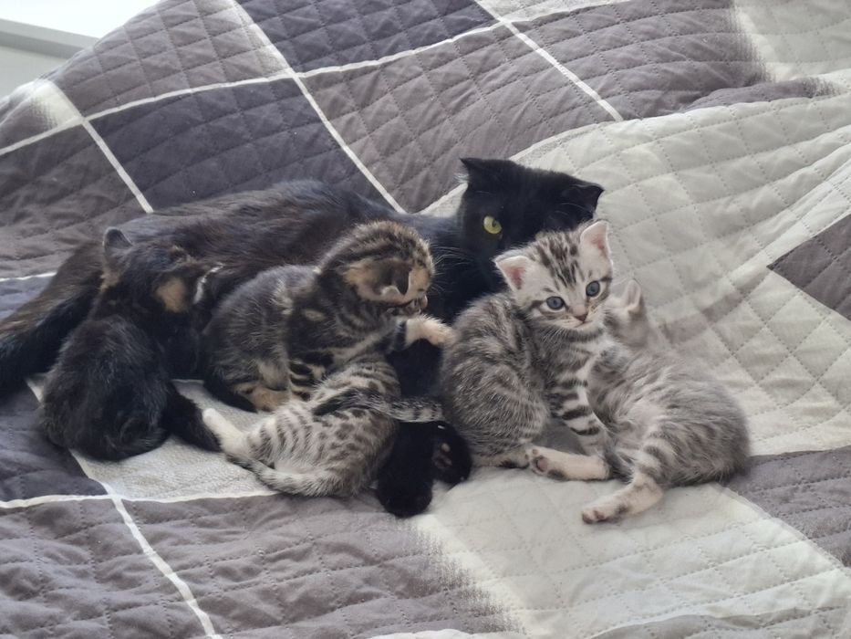 Котята шотландские вислоухие