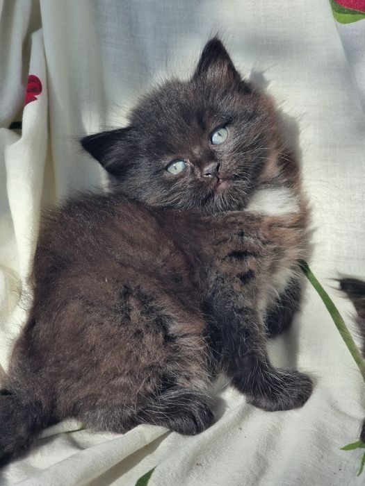 Продам британских котят