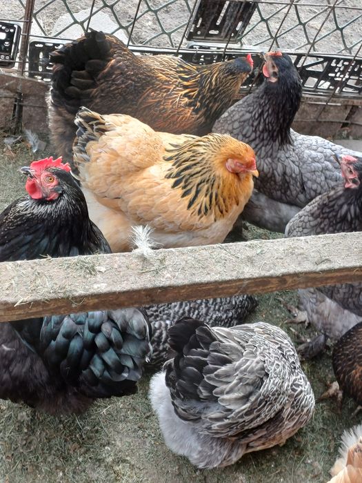 Продам курей домашние