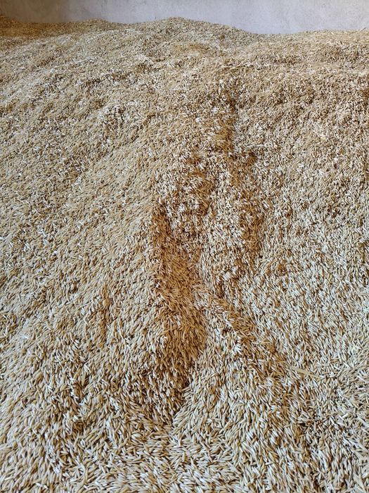 Orzoaică.de primăvară