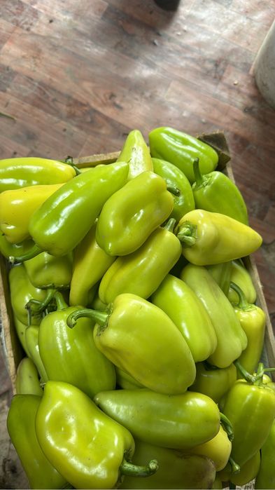 Продам!  Тыкву. Японка. Американка