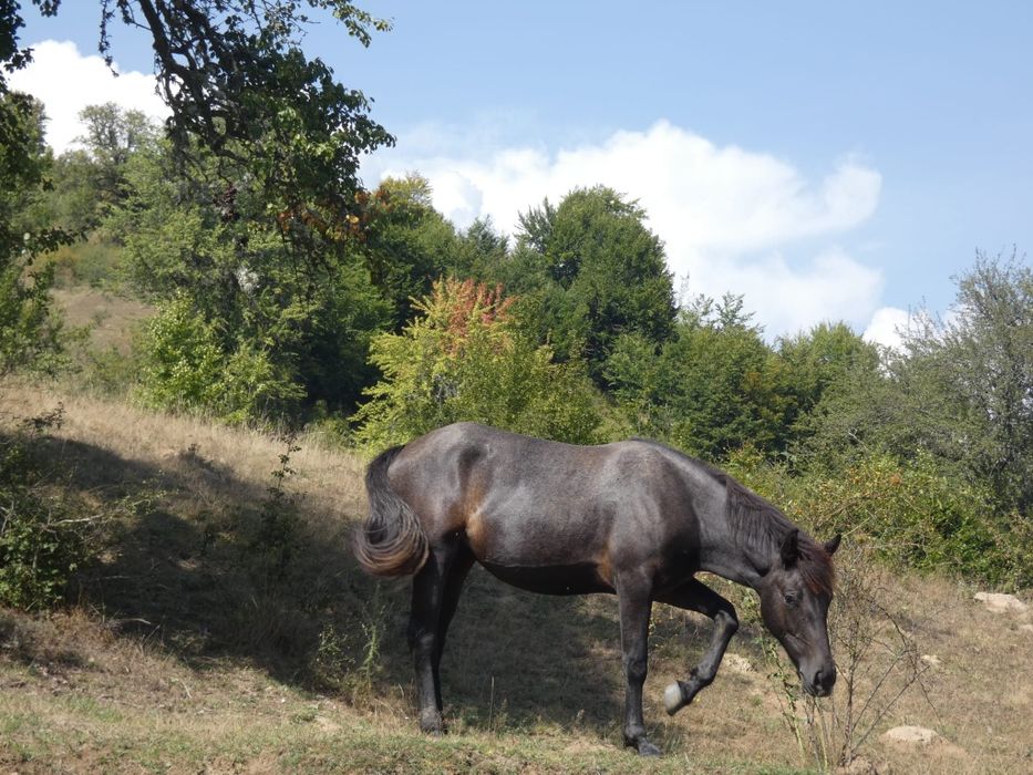 Mânză de 1 an și 3 luni