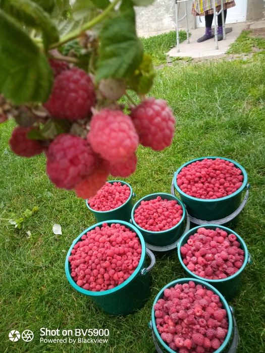 Zmeură "de la munte"