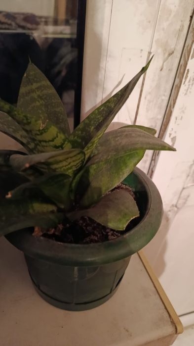 Продам отростки цветов