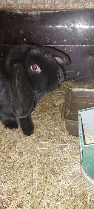 Продам кроликов от 10000