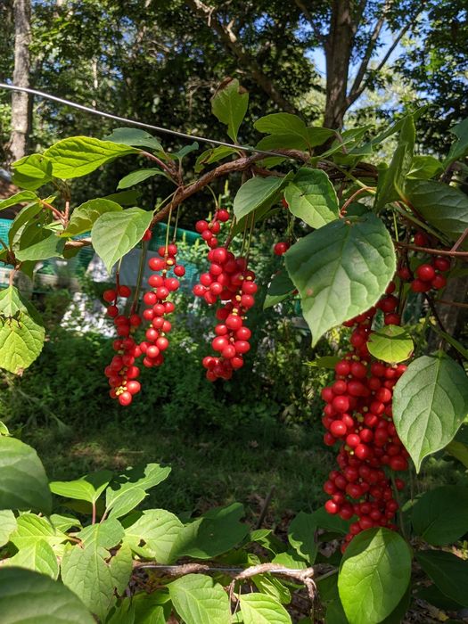 Arbuști Fructiferi (Schisandra )